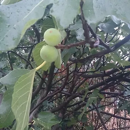 Eleni's Village Relaxation * Edipsos