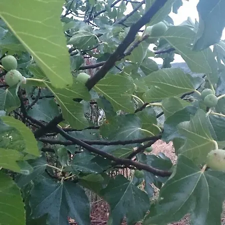 Eleni's Village Relaxation *