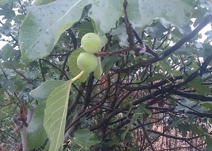 Eleni's Village Relaxation * Edipsos