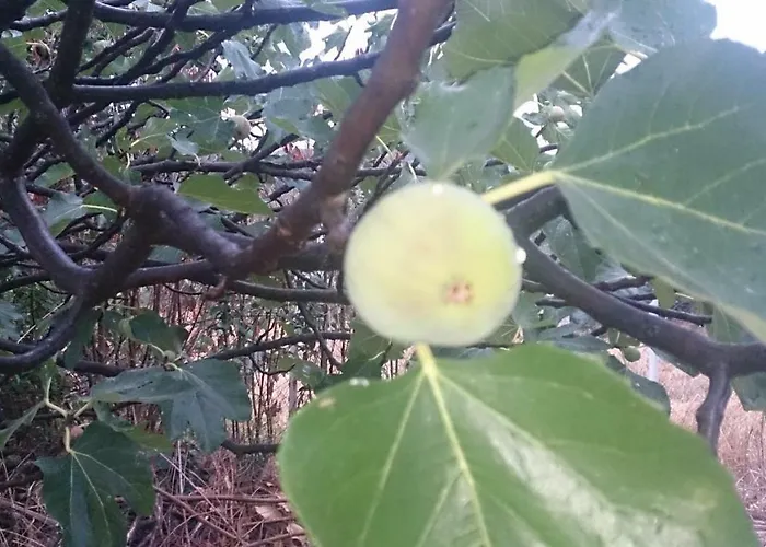 Eleni's Village Relaxation * Edipsos