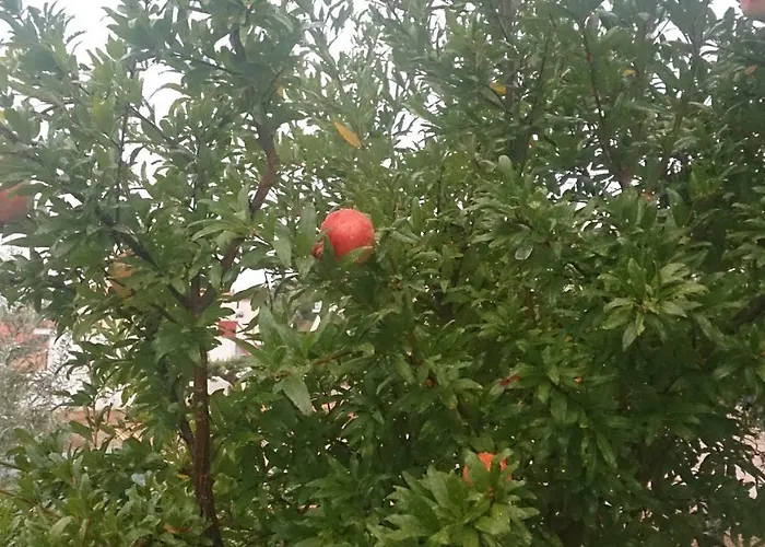 Eleni's Village Relaxation Edipsos